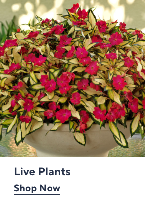 Live Plants
