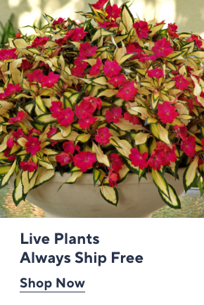 Live Plants Always Ship Free