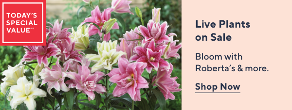 Save Big on Live Plants