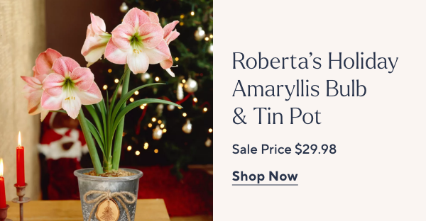 Roberta's Holiday Amaryllis Bulb w/ Soil & Tin Pot 1pc
