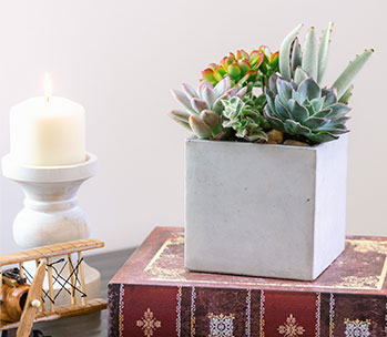 Teleflora's Concrete Oasis Succulent Garden
