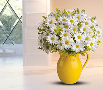 Teleflora's Sunny Day Pitcher of Daisies