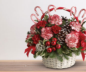 Candy Cane Christmas