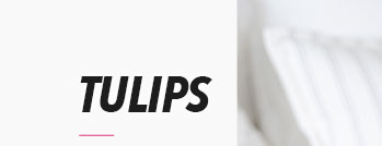 TULIPS