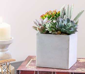 Teleflora's Concrete Oasis Succulent Garden