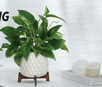 Teleflora's Lush Leaves Pothos Plant