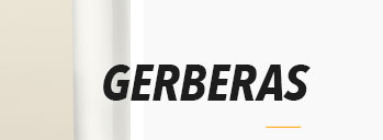 GERBERAS