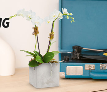 Teleflora's Orchid Artistry