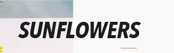 SUNFLOWERS