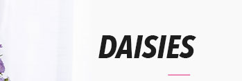 DAISIES