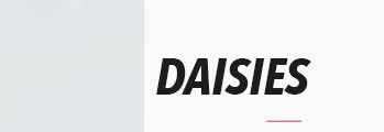 DAISIES