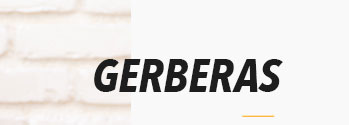 GERBERAS