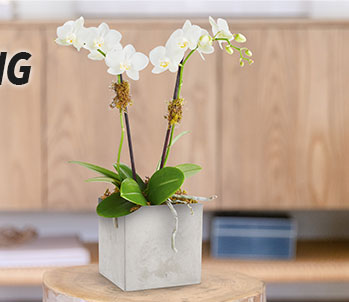 Teleflora's Orchid Artistry
