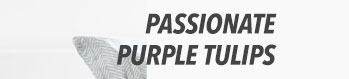 Passionate Purple Tulips