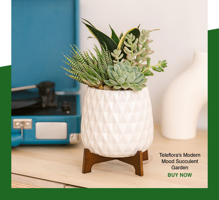 Teleflora's Modern Mood Succulent Garden