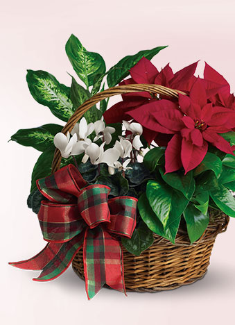 Red Poinsettia