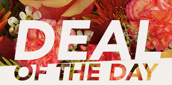 DEAL OF THE DAY