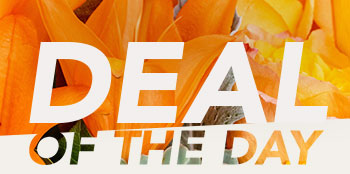 DEAL OF THE DAY