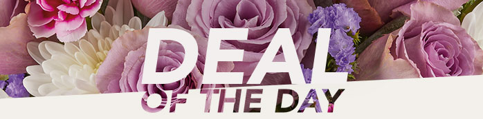 DEAL OF THE DAY