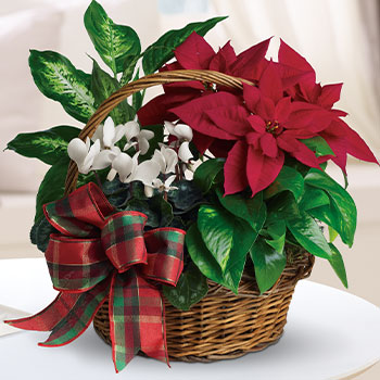 FESTIVE<br>HOLIDAY BASKETS