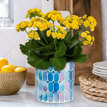 Teleflora's Sunny Kalanchoe Plant