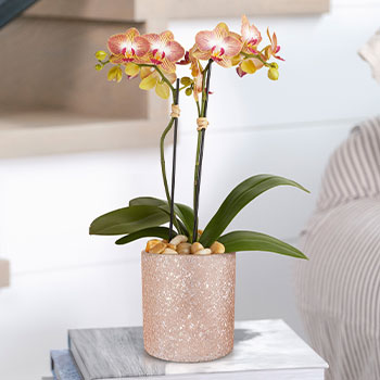 Teleflora's Sparkling Orchid