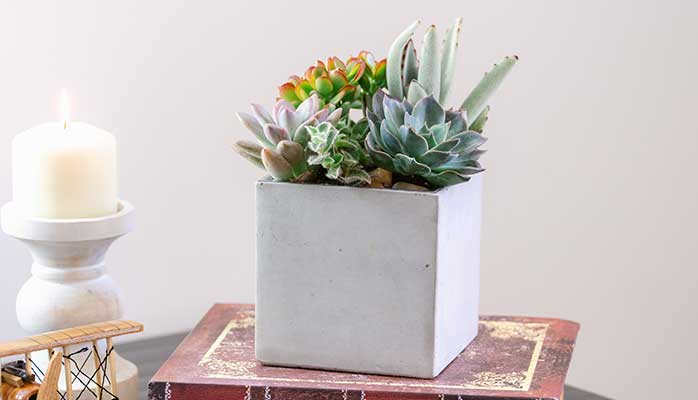 Teleflora's Concreate Oasis Succulent Garden