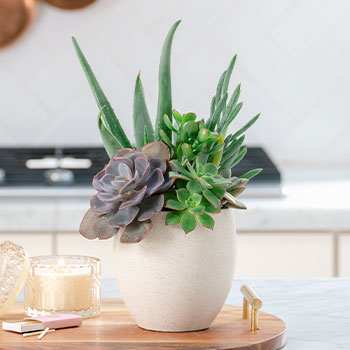 CELEBRATE NATIONAL<br>INDOOR PLANT WEEK
