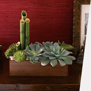 SHOP SUMMER<br>SUCCULENTS