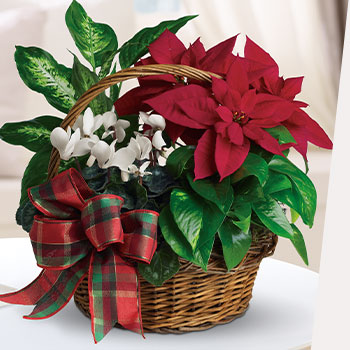 FESTIVE<br>HOLIDAY BASKETS