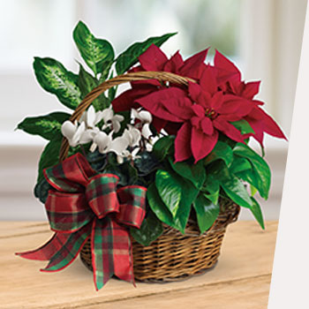 SHOP HOLIDAY<br>GIFT BASKETS