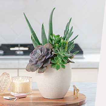 CELEBRATE NATIONAL<br>INDOOR PLANT WEEK